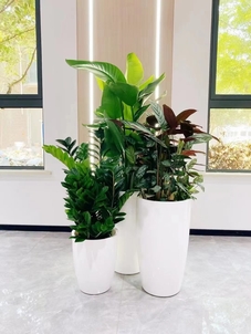 探秘宁波镇海植物租赁价格，究竟贵不贵？><div class=